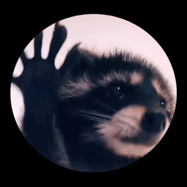 Spin the raccoon 🦡 icon